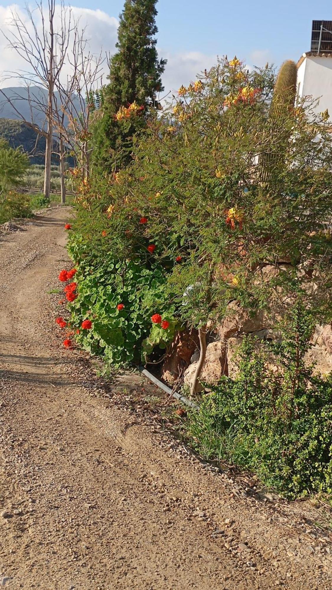 Cortijo Rural Molino El Tarahal Con Piscina Y Zonas Compartidas 외부 사진